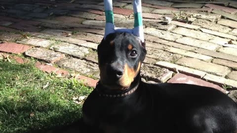 ALL ABOUT LIVING WITH DOBERMAN PINSCHERS