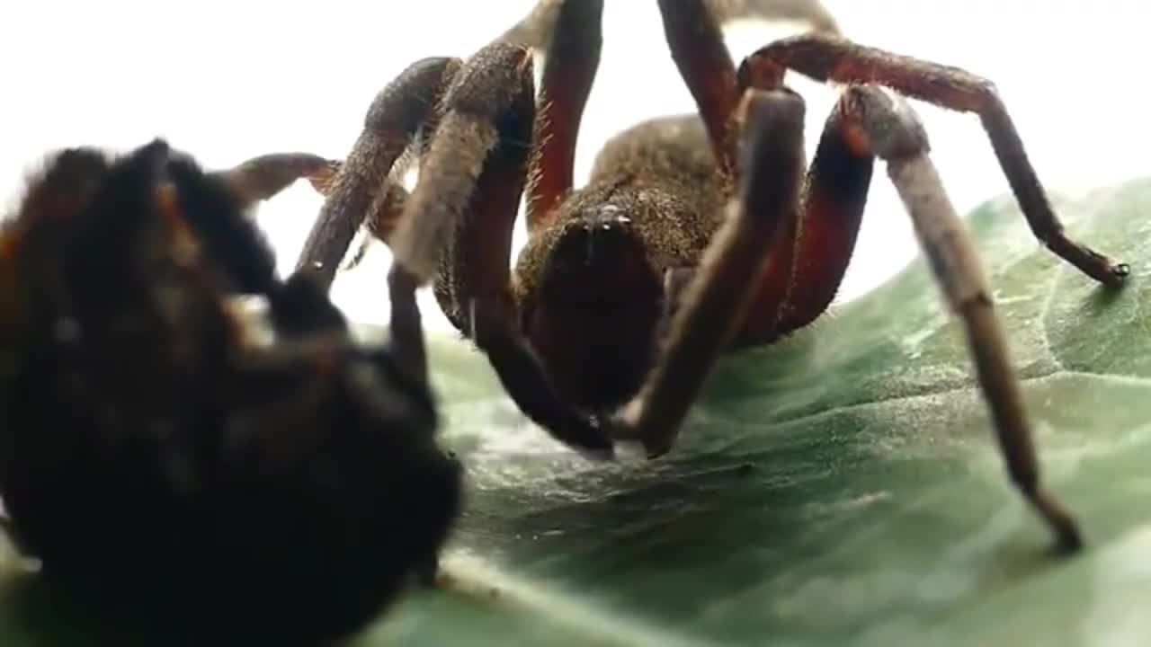 Aranha Armadeira (Pequena Mais Perigosa)