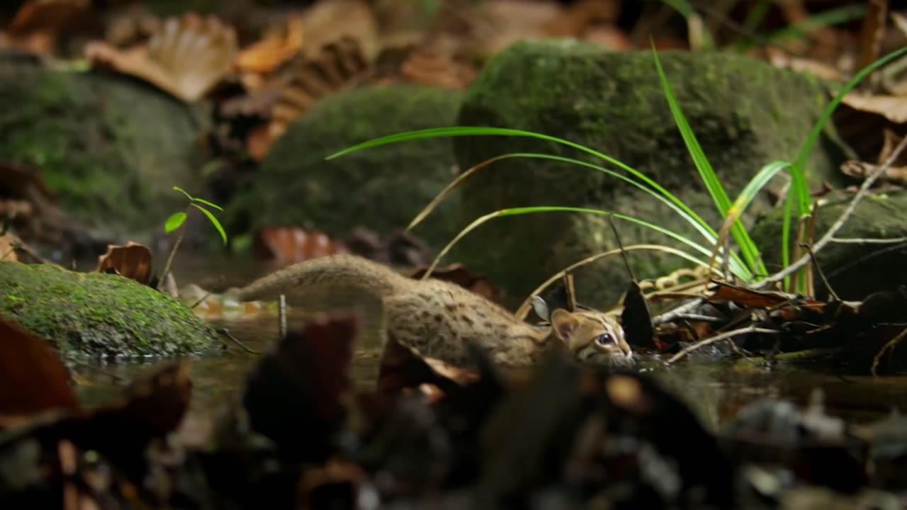 Small cat in the wolrd ! You must see this vidio for your knowladge | Small cat