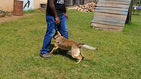 Dogs training