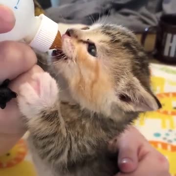 Love for cat || cute cat