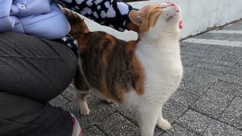 Fat calico cat meowing like a stutterer is unbelievably cute