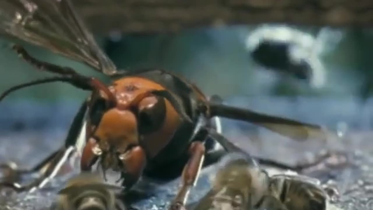 Wild Bee attack