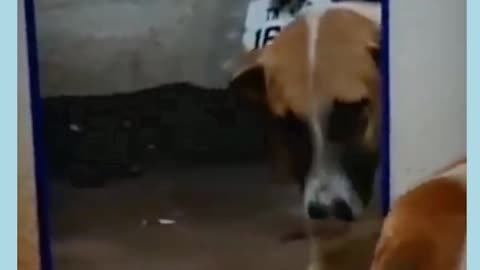 Dog funny videos