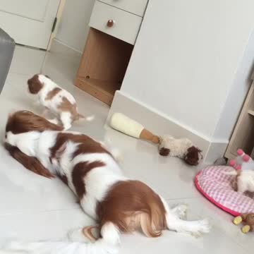 Perra juega adorablemente con sus cachorros