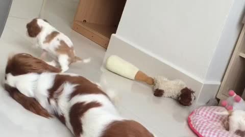 Perra juega adorablemente con sus cachorros