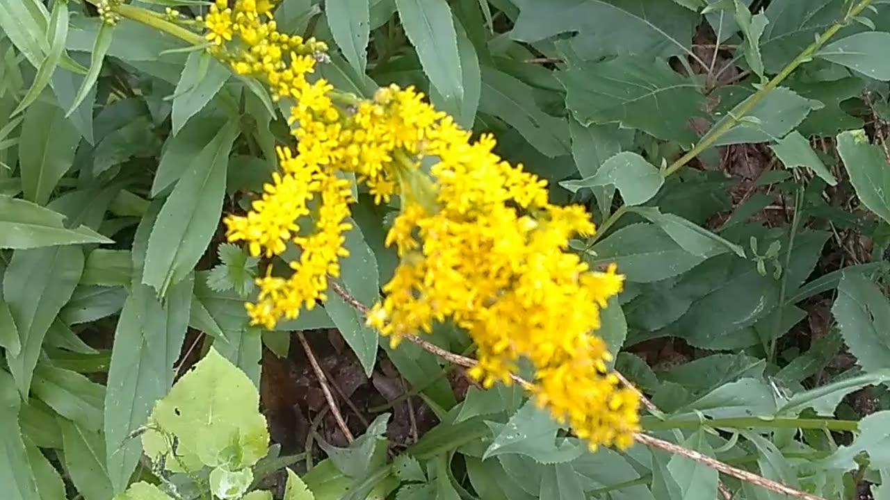 Goldenrod