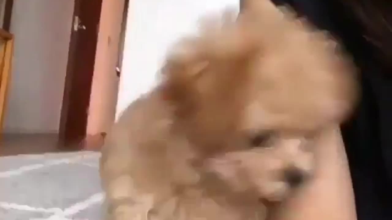 funny dog