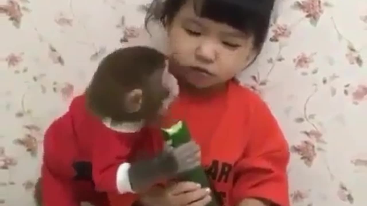 Who told you Monkeys arent Cute