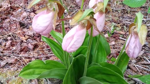 Slipper Orchids