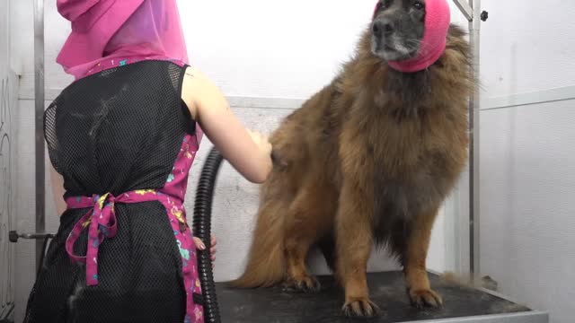 Talkative long haired German Shepherd