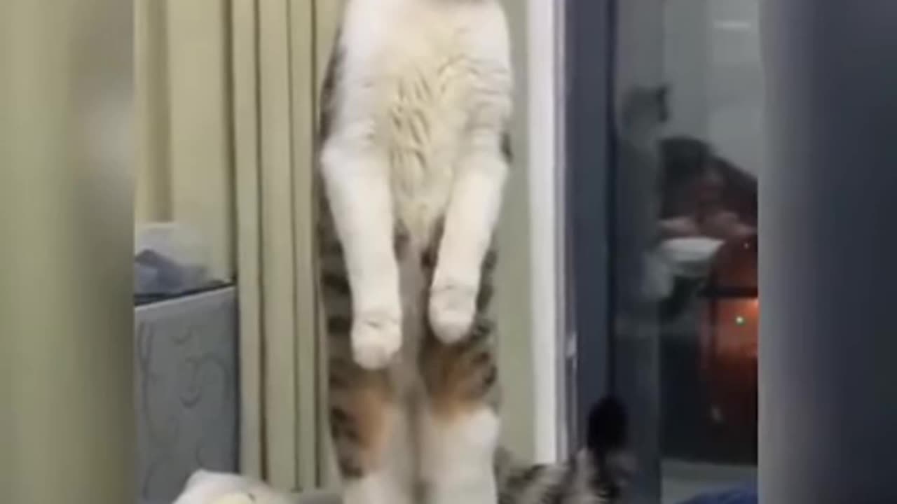 🐈 cats funny 😺