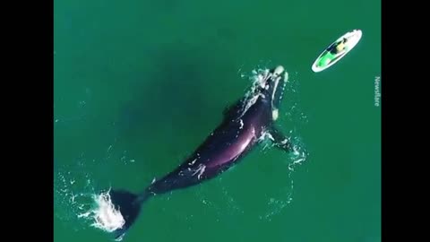 orca whale stalking surfer