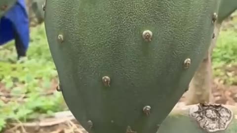 Hilly Cactus Fruit Mexico_হিলি ক্যাকটাস ফল মেক্সিকো