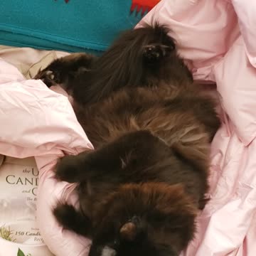 Quality control by Bessie 💗🐾🐾