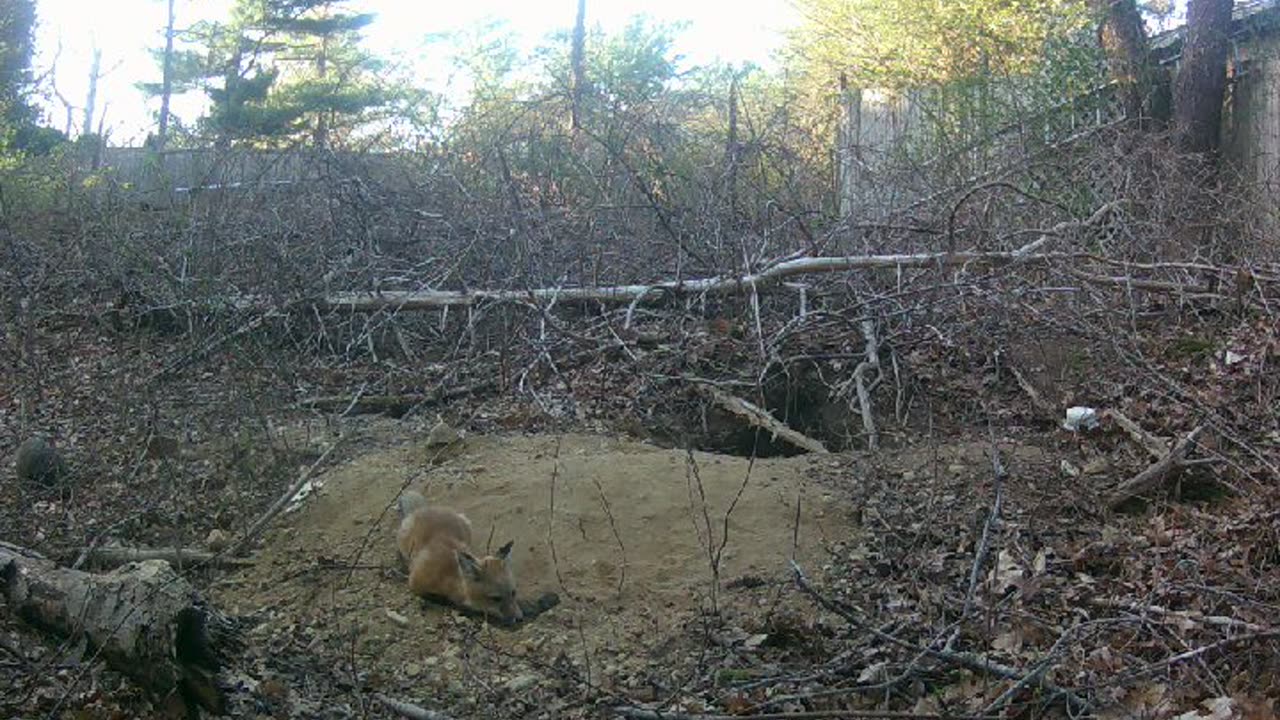 Happy fox