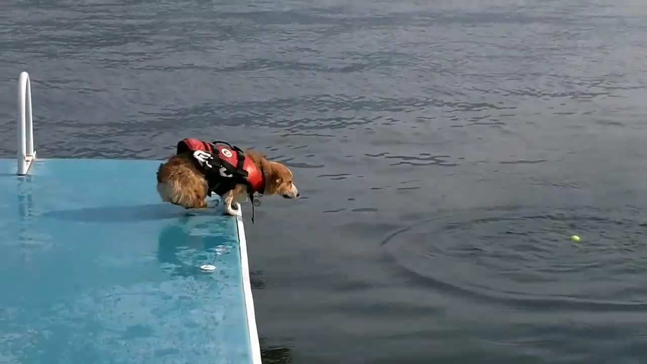 The brave puppy 🐶