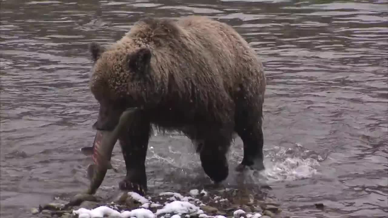 Bear Cave Mountain - Bear Watching Adventure