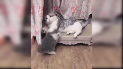 Baby Cats - A Collection of Cute and Funny Cat Videos #2