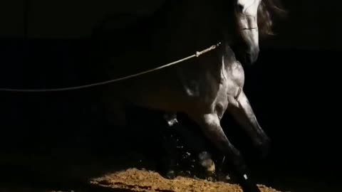 Such a Beautiful Horse