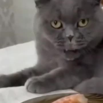 Funny pet videos 008