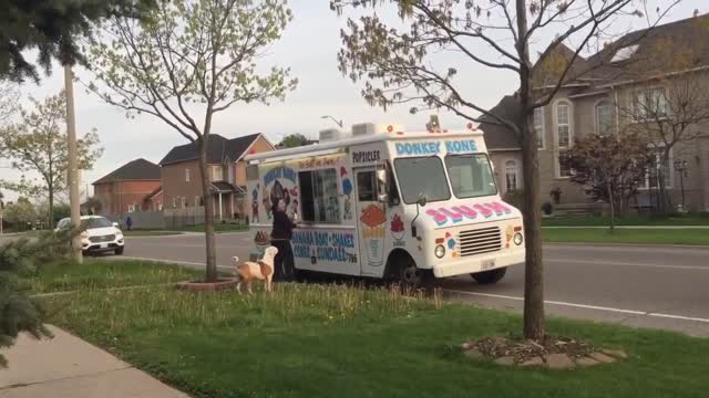 Pit Bull patiently waits in line for ice cream