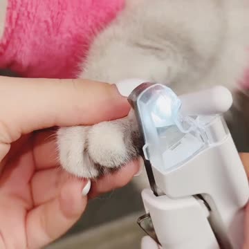 Cat cleaning with owner happiest moment and funny