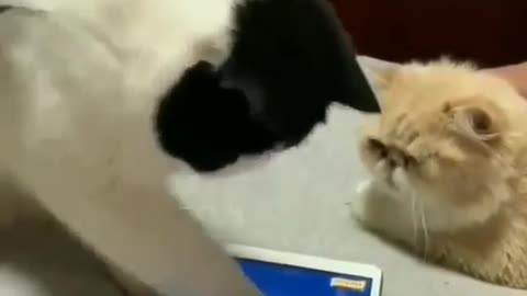 Cat playing game on mobile