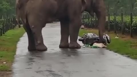Elephant in road