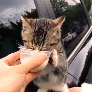 Baby Cats - Cute and Funny Cat Videos #cat#tiktok#shorts