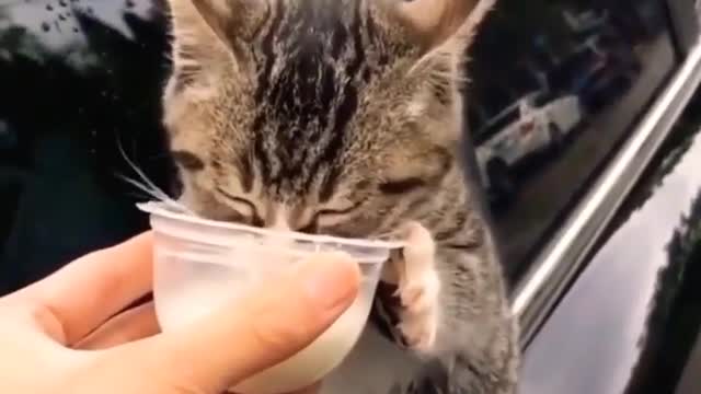 Baby Cats - Cute and Funny Cat Videos #cat#tiktok#shorts