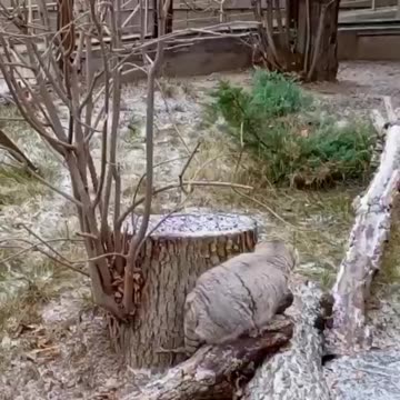 I would go to Moscow just to see this little puffy face 😍😍😍