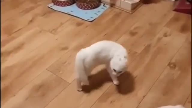 Cute cat meets dog funny reaction