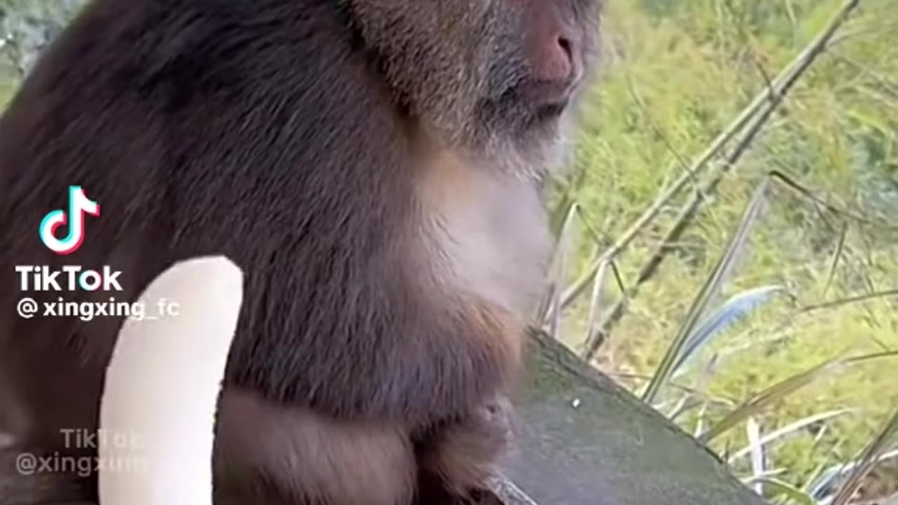 The unbelievable look from monkey