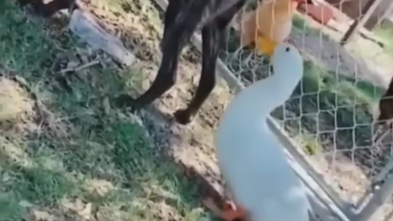 Funniest Cats and Dogs πΆπ± | Funny Animal Videos