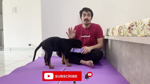 How to train your puppy for food
