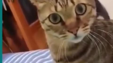 Cats and dogs fighting very funny