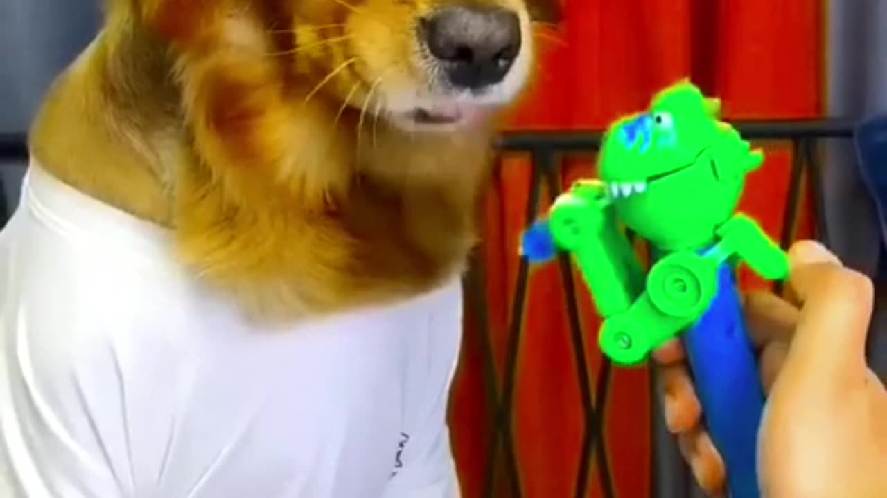 Dog- Just because I'm good-natured doesn't mean I won't bite! funny dog videos