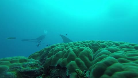 manta vision