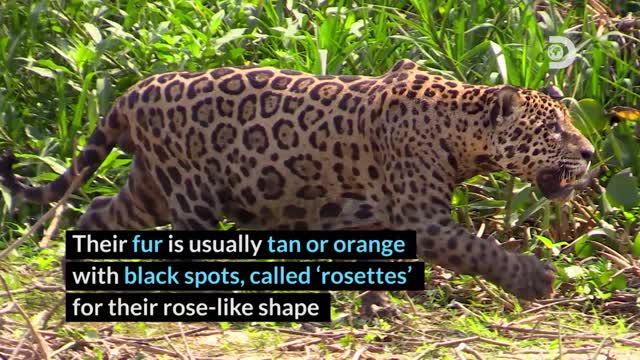 Animal Factoids:Jaguar