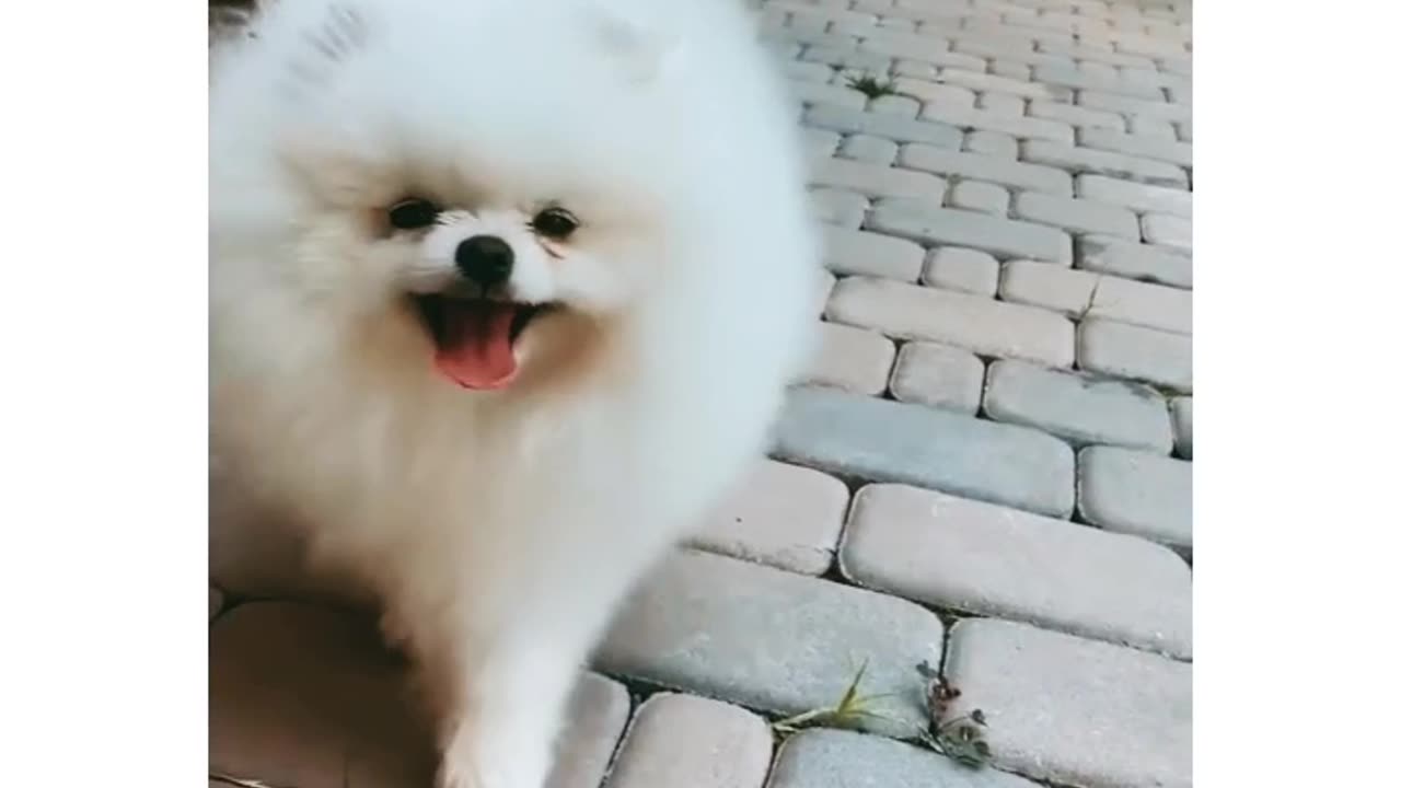 Cute cats