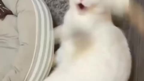 Funny animal video