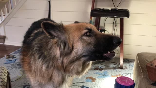 Shepherd's adorable howling