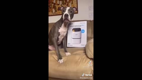 Funny animal videos 2023 Funny cats & dogs Part 3