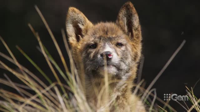 Dingo vs Kangaroo (Seven Worlds Attenbro)