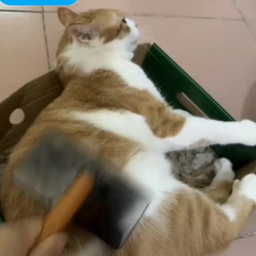 Fanny Fanny cat videos | kitty cat video | Cute cat videos | Pet Animal video | Kittycat |