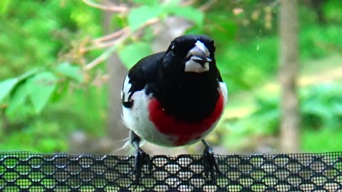 Rose-breasted grosbeak