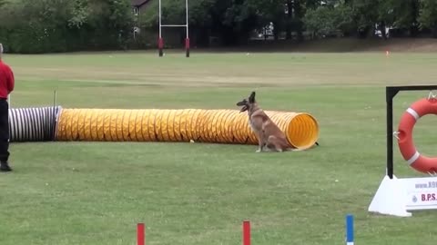 British Police and Services Canine Association Service Dog