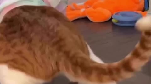 Cat Dancing swag