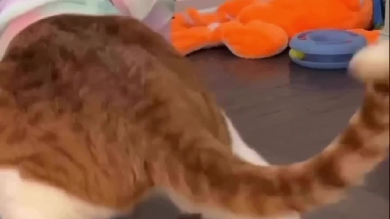 Cat Dancing swag